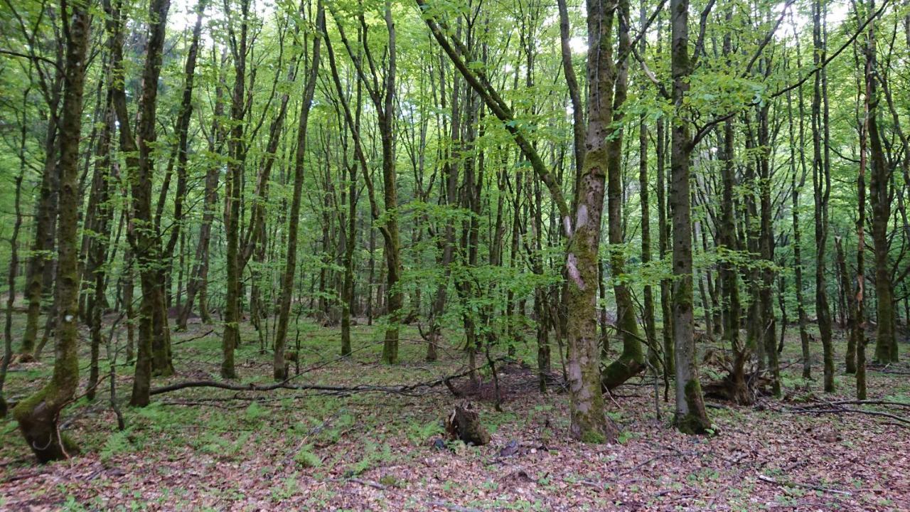 Haus Hasenmueller Leilighet Schmiedefeld am Rennsteig Eksteriør bilde